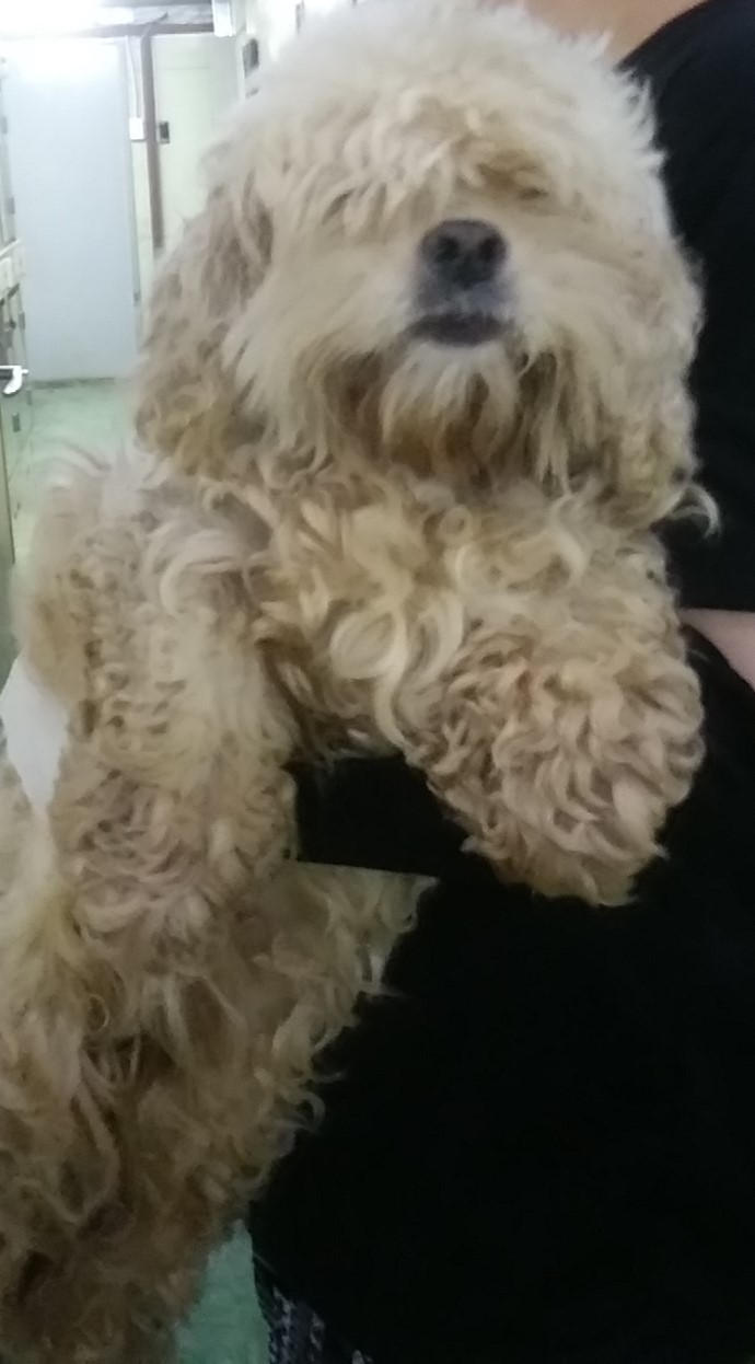 인천광역시수의사회_428351202400497